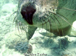 I took many photos of this playfull seal, we were heading... by Chloe Taylor 
